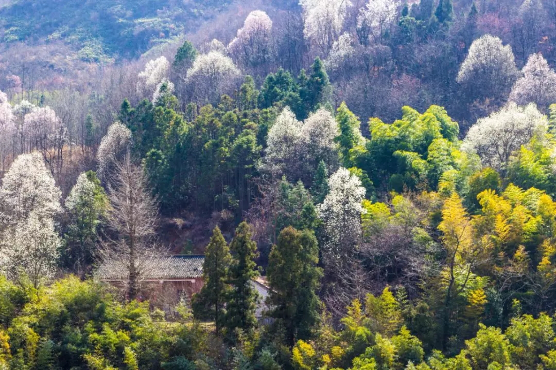 春游江淮請(qǐng)您來(lái)丨向著紅土地的方向，春游皖西